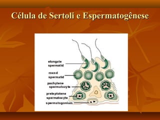 Célula de Sertoli e EspermatogêneseCélula de Sertoli e Espermatogênese
 