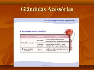 Glândulas AcessóriasGlândulas Acessórias
 