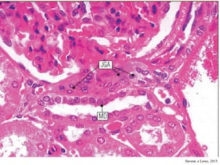 Comprehensive Histology and Anatomy of the Human Urinary System | PDF