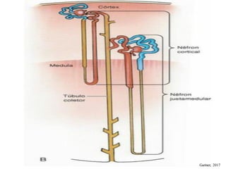 Comprehensive Histology and Anatomy of the Human Urinary System | PDF