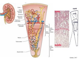 Comprehensive Histology and Anatomy of the Human Urinary System | PDF