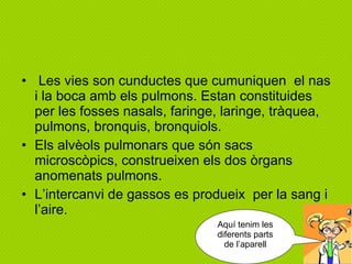 Les vies son cunductes que cumuniquen  el nas i la boca amb els pulmons. Estan constituides per les fosses nasals, faringe, laringe, tràquea, pulmons, bronquis, bronquiols. Els alvèols pulmonars que són sacs microscòpics, construeixen els dos òrgans anomenats pulmons.  L’intercanvi de gassos es produeix  per la sang i l’aire. Aquí tenim les diferents parts de l’aparell 