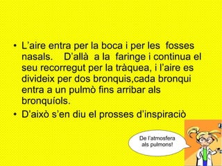 L’aire entra per la boca i per les  fosses nasals.  D’allà  a la  faringe i continua el seu recorregut per la tràquea, i l’aire es divideix per dos bronquis,cada bronqui entra a un pulmò fins arribar als bronquíols.  D’això s’en diu el prosses d’inspiraciò   De l’atmosfera als pulmons! 