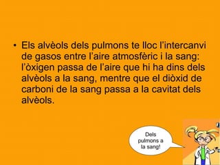 Els alvèols dels pulmons te lloc l’intercanvi de gasos entre l’aire atmosfèric i la sang: l’òxigen passa de l’aire que hi ha dins dels alvèols a la sang, mentre que el diòxid de carboni de la sang passa a la cavitat dels alvèols.  Dels pulmons a la sang! 