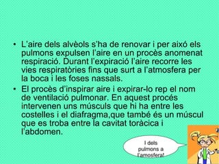 L’aire dels alvèols s’ha de renovar i per aixó els pulmons expulsen l’aire en un procès anomenat respiració. Durant l’expiració l’aire recorre les vies respiratòries fins que surt a l’atmosfera per la boca i les foses nassals. El procès d’inspirar aire i expirar-lo rep el nom de ventilació pulmonar. En aquest procés intervenen uns músculs que hi ha entre les costelles i el diafragma,que també és un múscul que es troba entre la cavitat toràcica i l’abdomen. I dels pulmons a l’amosfera! 