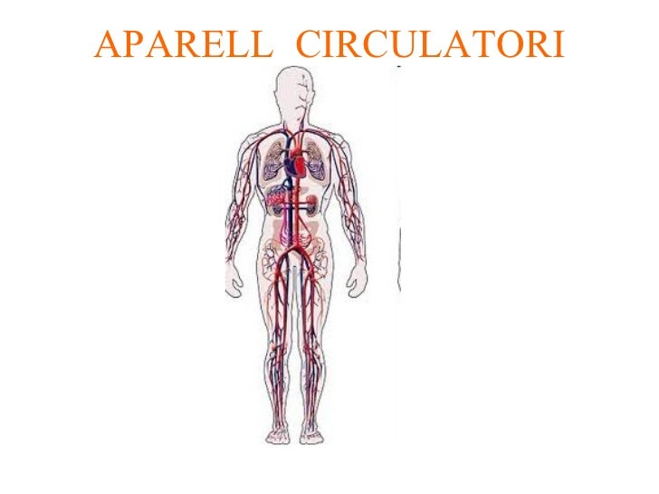 Resultat d'imatges de aparell circulatori