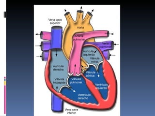 Aparell circulatori