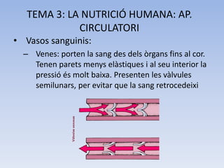 TEMA 3: LA NUTRICIÓ HUMANA: AP.
CIRCULATORI
• Vasos sanguinis:
– Venes: porten la sang des dels òrgans fins al cor.
Tenen parets menys elàstiques i al seu interior la
pressió és molt baixa. Presenten les vàlvules
semilunars, per evitar que la sang retrocedeixi

 