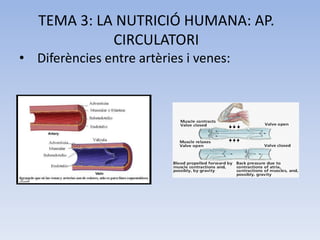 TEMA 3: LA NUTRICIÓ HUMANA: AP.
CIRCULATORI
• Diferències entre artèries i venes:

 