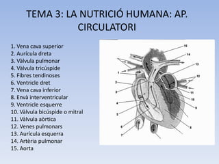 TEMA 3: LA NUTRICIÓ HUMANA: AP.
CIRCULATORI
1. Vena cava superior
2. Aurícula dreta
3. Vàlvula pulmonar
4. Vàlvula tricúspide
5. Fibres tendinoses
6. Ventricle dret
7. Vena cava inferior
8. Envà interventricular
9. Ventricle esquerre
10. Vàlvula bicúspide o mitral
11. Vàlvula aòrtica
12. Venes pulmonars
13. Aurícula esquerra
14. Artèria pulmonar
15. Aorta

 