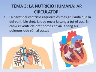 TEMA 3: LA NUTRICIÓ HUMANA: AP.
CIRCULATORI
•

La paret del ventricle esquerre és més gruixuda que la
del ventricle dret, ja que envia la sang a tot el cos. En
canvi el ventricle dret només envia la sang als
pulmons que són al costat

 