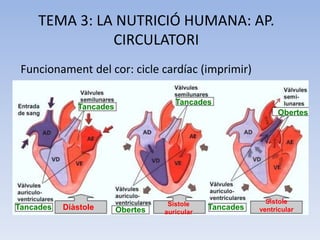 TEMA 3: LA NUTRICIÓ HUMANA: AP.
CIRCULATORI
Funcionament del cor: cicle cardíac (imprimir)
Tancades

Tancades

Tancades

Diàstole

Obertes

Obertes

Sístole
auricular

Tancades

Sístole
ventricular

 