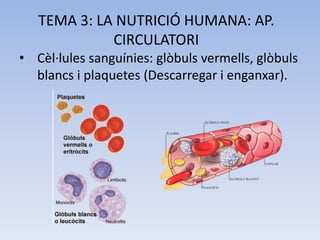 TEMA 3: LA NUTRICIÓ HUMANA: AP.
CIRCULATORI
• Cèl·lules sanguínies: glòbuls vermells, glòbuls
blancs i plaquetes (Descarregar i enganxar).

 