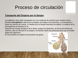 Proceso de circulación
Transporte del Oxígeno por la Sangre
Los glóbulos rojos están equipados con una molécula de proteína que contiene hierro,
llamada hemoglobina, ésta toma el oxígeno que llega a los pulmones, y la transporta a
todas las células del cuerpo. A medida que la sangre atraviesa los tejidos, el oxígeno de la
hemoglobina es liberado en él.
Después del trabajo biológico de la célula, surgen los desechos, en forma de bióxido de
carbono, éste se difunde en la sangre y es llevado hasta los pulmones para que al exhalar
salga del organismo.
En los alveólos se realiza la transmisión de gases.
 