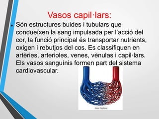 Vasos capil·lars:
 Són estructures buides i tubulars que
condueïxen la sang impulsada per l’acció del
cor, la funció principal és transportar nutrients,
oxigen i rebutjos del cos. Es classifiquen en
artèries, arterioles, venes, vènulas i capil·lars.
Els vasos sanguínis formen part del sistema
cardiovascular.
 