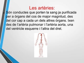 Les artèries:
 Són conductes que porten la sang ja purificada
per a òrgans del cos de major magnitud, des
del cor cap a cada un dels altres òrgans. Ixen
des de l’artèria pulmonar i l’artèria aorta, una
del ventricle esquerre i l’altra del dret.
 