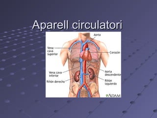 Aparell circulatoriAparell circulatori
 