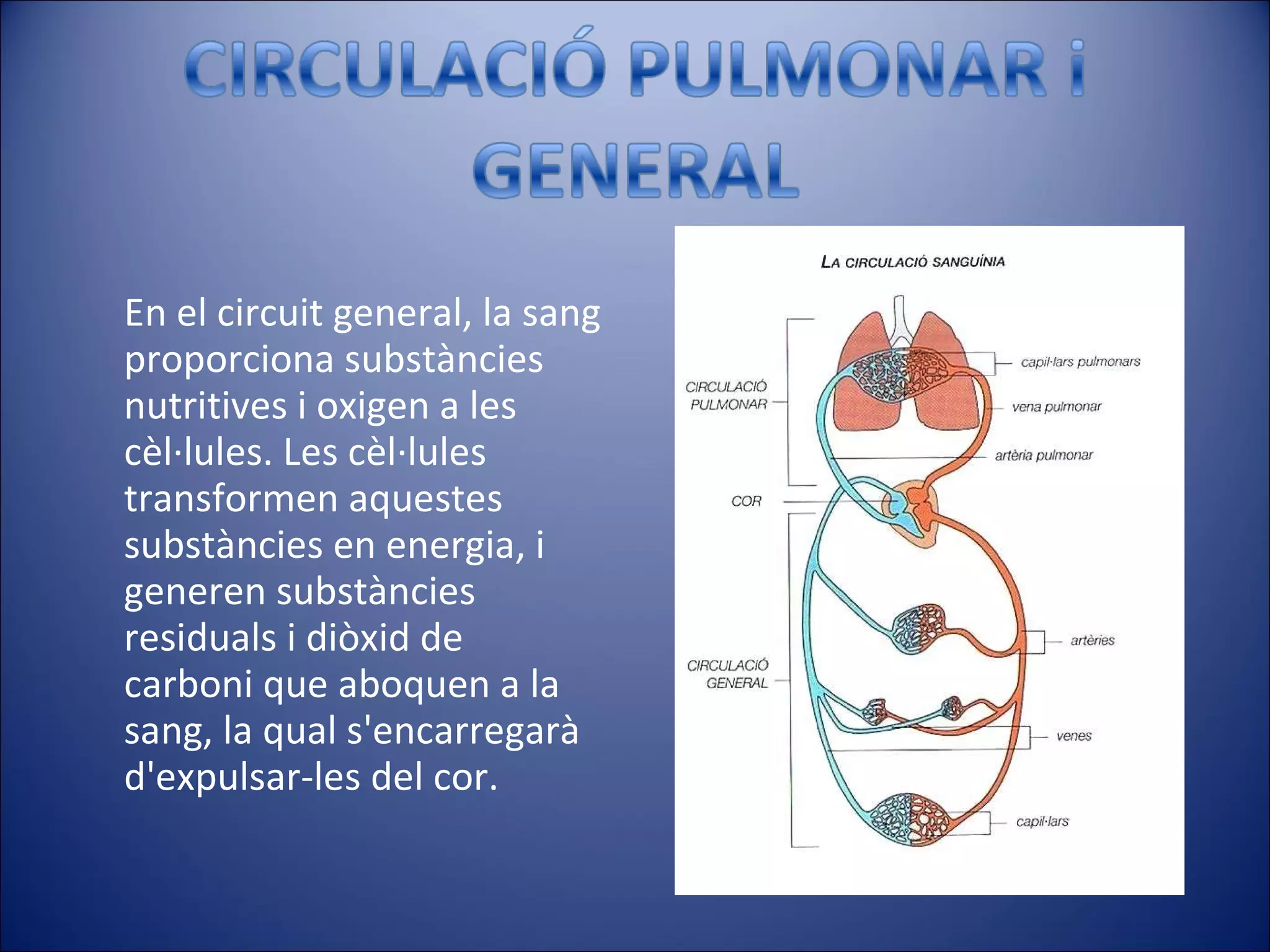 En el circuit general, la sang proporciona substàncies nutritives i oxigen a les cèl·lules. Les cèl·lules transformen aquestes substàncies en energia, i generen substàncies residuals i diòxid de carboni que aboquen a la sang, la qual s'encarregarà d'expulsar-les del cor. 