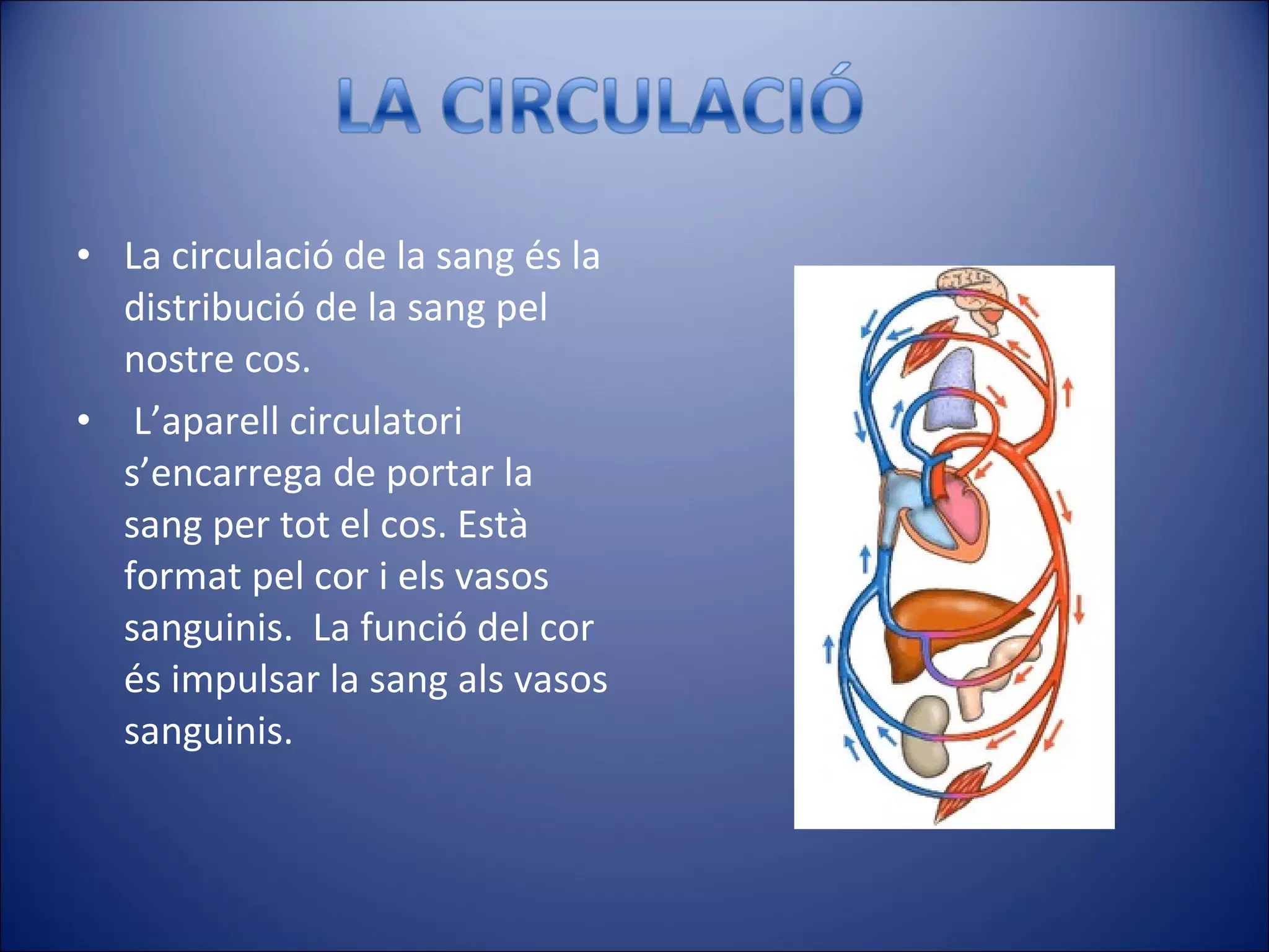 La circulació de la sang és la distribució de la sang pel nostre cos. L’aparell circulatori s’encarrega de portar la sang per tot el cos. Està format pel cor i els vasos sanguinis.  La funció del cor és impulsar la sang als vasos sanguinis. 