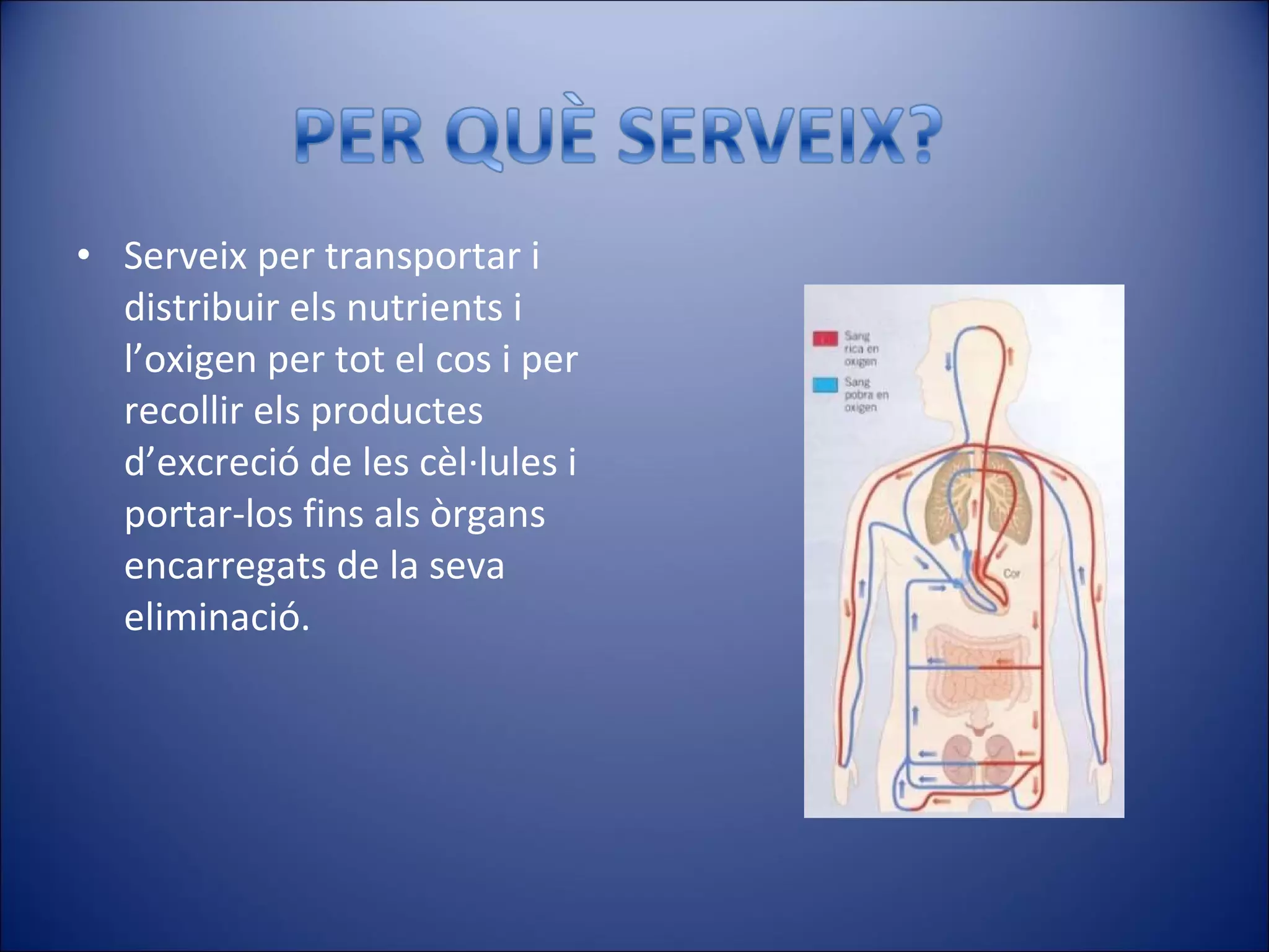 Serveix per transportar i distribuir els nutrients i l’oxigen per tot el cos i per recollir els productes d’excreció de les cèl·lules i portar-los fins als òrgans encarregats de la seva eliminació. 