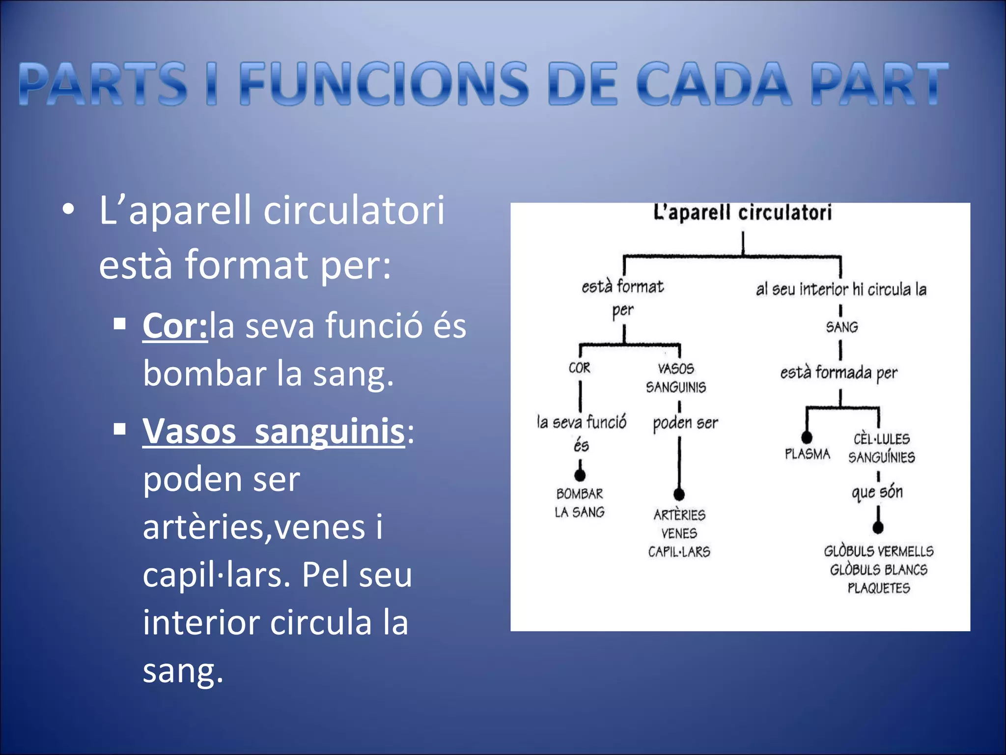 L’aparell circulatori està format per: Cor: la seva funció és bombar la sang. Vasos  sanguinis : poden ser artèries,venes i capil·lars. Pel seu interior circula la sang. 