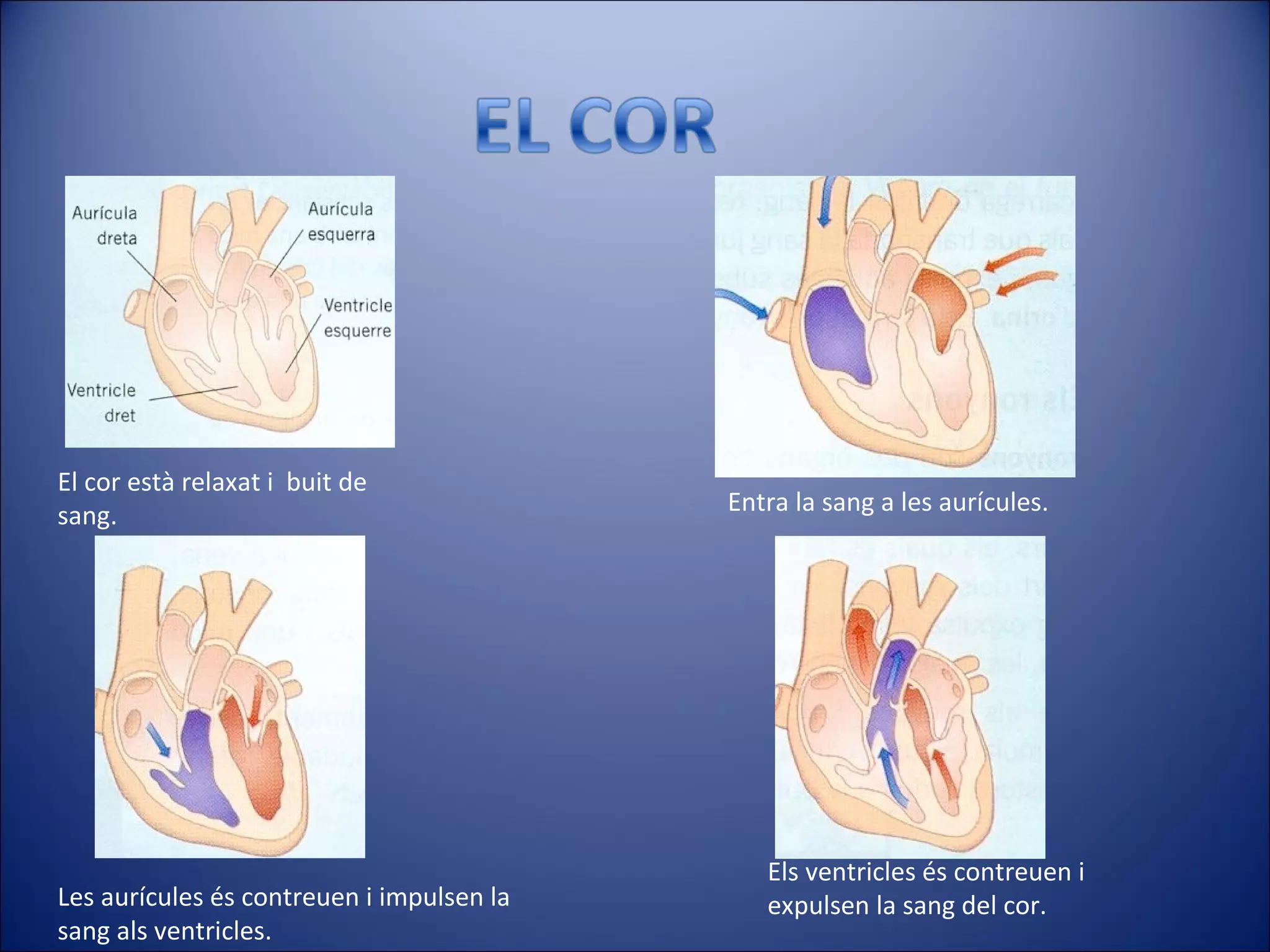 El cor està relaxat i  buit de sang. Entra la sang a les aurícules. Les aurícules és contreuen i impulsen la sang als ventricles. Els ventricles és contreuen i expulsen la sang del cor. 