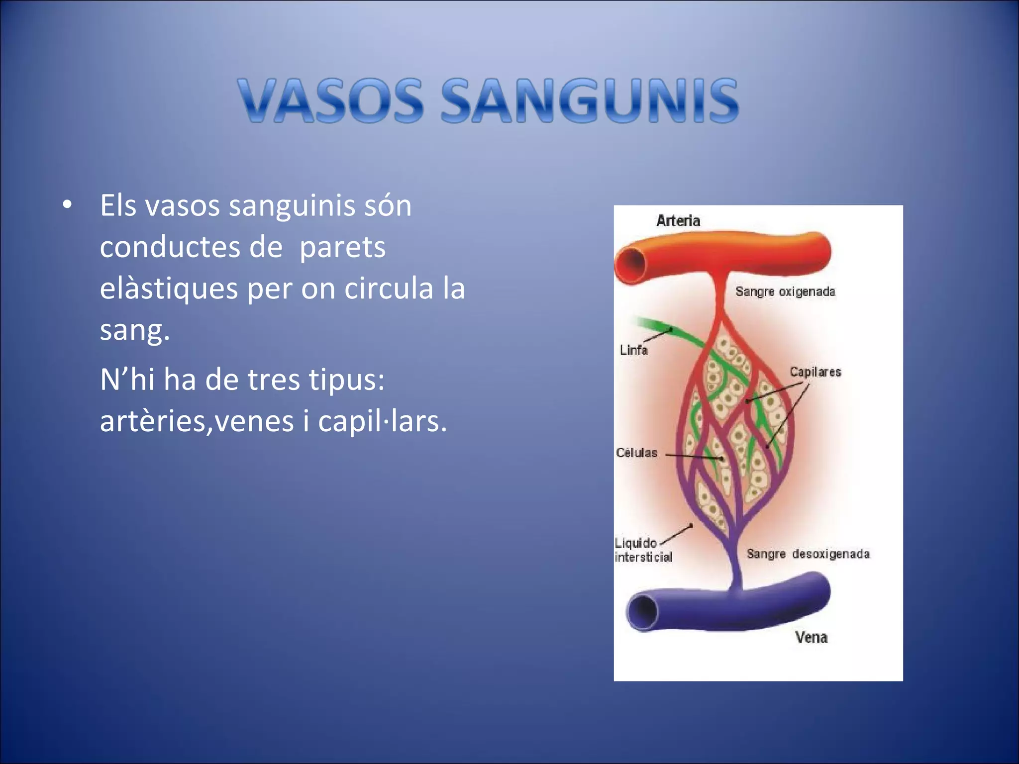 Els vasos sanguinis són conductes de  parets elàstiques per on circula la sang. N’hi ha de tres tipus: artèries,venes i capil·lars. 