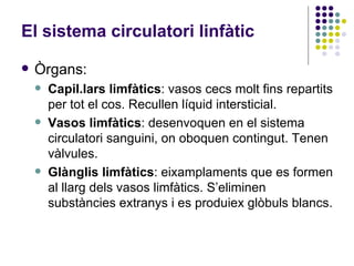 Òrgans: Capil.lars limfàtics : vasos cecs molt fins repartits per tot el cos. Recullen líquid intersticial. Vasos limfàtics : desenvoquen en el sistema circulatori sanguini, on oboquen contingut. Tenen vàlvules. Glànglis limfàtics : eixamplaments que es formen al llarg dels vasos limfàtics. S’eliminen substàncies extranys i es produiex glòbuls blancs.  El sistema circulatori linfàtic 
