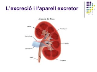 L’excreció i l’aparell excretor 