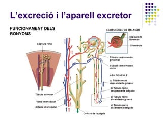 L’excreció i l’aparell excretor FUNCIONAMENT DELS RONYONS 