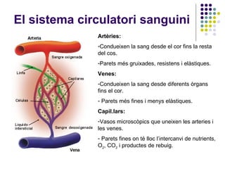 El sistema circulatori sanguini Artèries:   Condueixen la sang desde el cor fins la resta del cos.  Parets més gruixades, resistens i elàstiques. Venes: Condueixen la sang desde diferents òrgans fins el cor. Parets més fines i menys elàstiques. Capil.lars:  Vasos microscòpics que uneixen les arteries i les venes. Parets fines on té lloc l’intercanvi de nutrients, O 2 , CO 2  i productes de rebuig. 