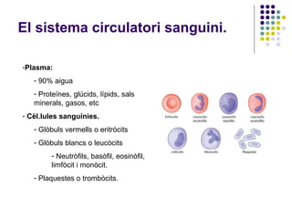 El sistema circulatori sanguini. Plasma:   90% aigua Proteïnes, glúcids, lípids, sals minerals, gasos, etc Cèl.lules sanguínies. Glòbuls vermells o eritròcits Glòbuls blancs o leucòcits Neutròfils, basòfil, eosinòfil,  limfòcit i monòcit. Plaquestes o trombòcits.  