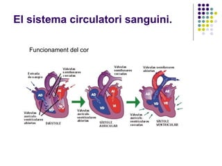 El sistema circulatori sanguini. Funcionament del cor 
