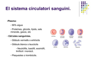 El sistema circulatori sanguini. <ul><li>Plasma:   </li></ul><ul><ul><li>90% aigua </li></ul></ul><ul><ul><li>Proteïnes, g...