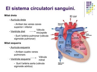 El sistema circulatori sanguini. <ul><li>Mitat dreta </li></ul><ul><ul><li>-  Aurícula dreta </li></ul></ul><ul><ul><ul><l...