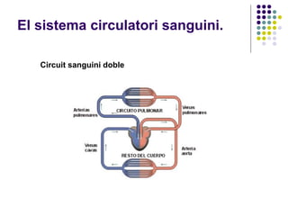 El sistema circulatori sanguini. Circuit sanguini doble 