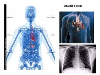 Situació del cor
 