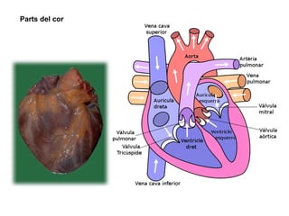Parts del cor
 