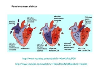 Funcionament del cor
http://www.youtube.com/watch?v=XbxAsPpuP20
http://www.youtube.com/watch?v=H5sATC3Z2OI&feature=related
 