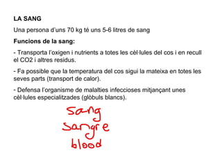 LA SANG
Una persona d’uns 70 kg té uns 5-6 litres de sang
Funcions de la sang:
- Transporta l’oxigen i nutrients a totes les cèl·lules del cos i en recull
el CO2 i altres residus.
- Fa possible que la temperatura del cos sigui la mateixa en totes les
seves parts (transport de calor).
- Defensa l’organisme de malalties infeccioses mitjançant unes
cèl·lules especialitzades (glòbuls blancs).
 