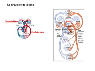La circulació de la sang
 