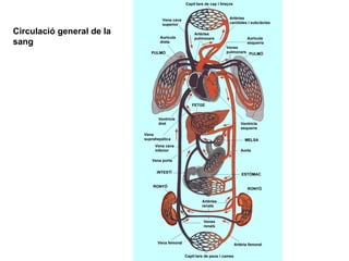 Circulació general de la
sang
 