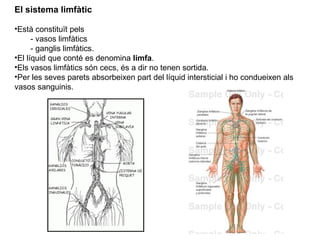 El sistema limfàtic
•Està constituït pels
- vasos limfàtics
- ganglis limfàtics.
•El líquid que conté es denomina limfa.
•Els vasos limfàtics són cecs, és a dir no tenen sortida.
•Per les seves parets absorbeixen part del líquid intersticial i ho condueixen als
vasos sanguinis.
 