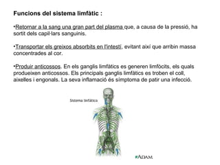 Funcions del sistema limfàtic :
•Retornar a la sang una gran part del plasma que, a causa de la pressió, ha
sortit dels capil·lars sanguinis.
•Transportar els greixos absorbits en l'intestí, evitant així que arribin massa
concentrades al cor.
•Produir anticossos. En els ganglis limfàtics es generen limfòcits, els quals
produeixen anticossos. Els principals ganglis limfàtics es troben el coll,
aixelles i engonals. La seva inflamació és símptoma de patir una infecció.
 