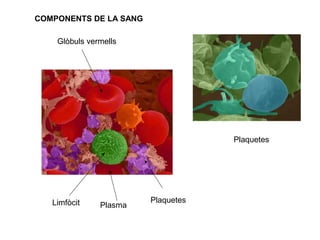 Plaquetes
Glòbuls vermells
PlaquetesLimfòcit Plasma
COMPONENTS DE LA SANG
 
