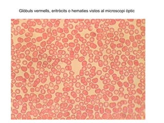 Glòbuls vermells, eritròcits o hematies vistos al microscopi òptic
 