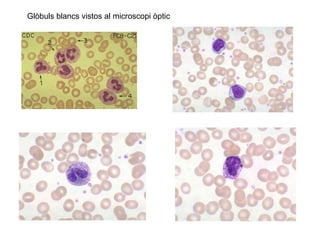 Glòbuls blancs vistos al microscopi òptic
 