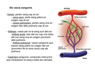 Els vasos sanguinis
-Venes: porten sang cap al cor
- vena cava: porta sang pobre en
oxigen cap al cor
- venes pulmonars: porten sang rica en
oxigen des dels pulmons cap al cor.
- Artèries: vasos per on la sang surt del cor
-Artèria aorta: treu del cor cap a la resta
del cos sang rica en oxigen provinent
dels pulmons
- Artèria pulmonar: vasos sanguinis que
treuen sang pobre en oxigen del cor
(provinent de la vena cava) cap als
pulmons
- Capil·lars sanguinis: conductes molt prims
que condueixen la sang a totes les cèl·lules
 