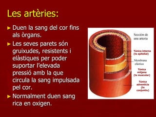 Les artèries:
► Duen   la sang del cor fins
  als òrgans.
► Les seves parets són
  gruixudes, resistents i       Túnica interna
                                (tx epitelial)

  elàstiques per poder
  suportar l’elevada                Túnica
  pressió amb la que               mitjana
                                (tx muscular)

  circula la sang impulsada         Túnica
                                  adventícia
  pel cor.                           (tx
                                  conjuntiu)

► Normalment duen sang
  rica en oxigen.
 