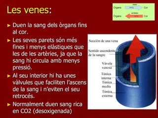 Les venes:
► Duen la sang dels òrgans fins
  al cor.
► Les seves parets són més
  fines i menys elàstiques que
  les de les artèries, ja que la
  sang hi circula amb menys
  pressió.
► Al seu interior hi ha unes
  vàlvules que faciliten l’ascens
  de la sang i n’eviten el seu
  retrocés.
► Normalment duen sang rica
  en CO2 (desoxigenada)
 